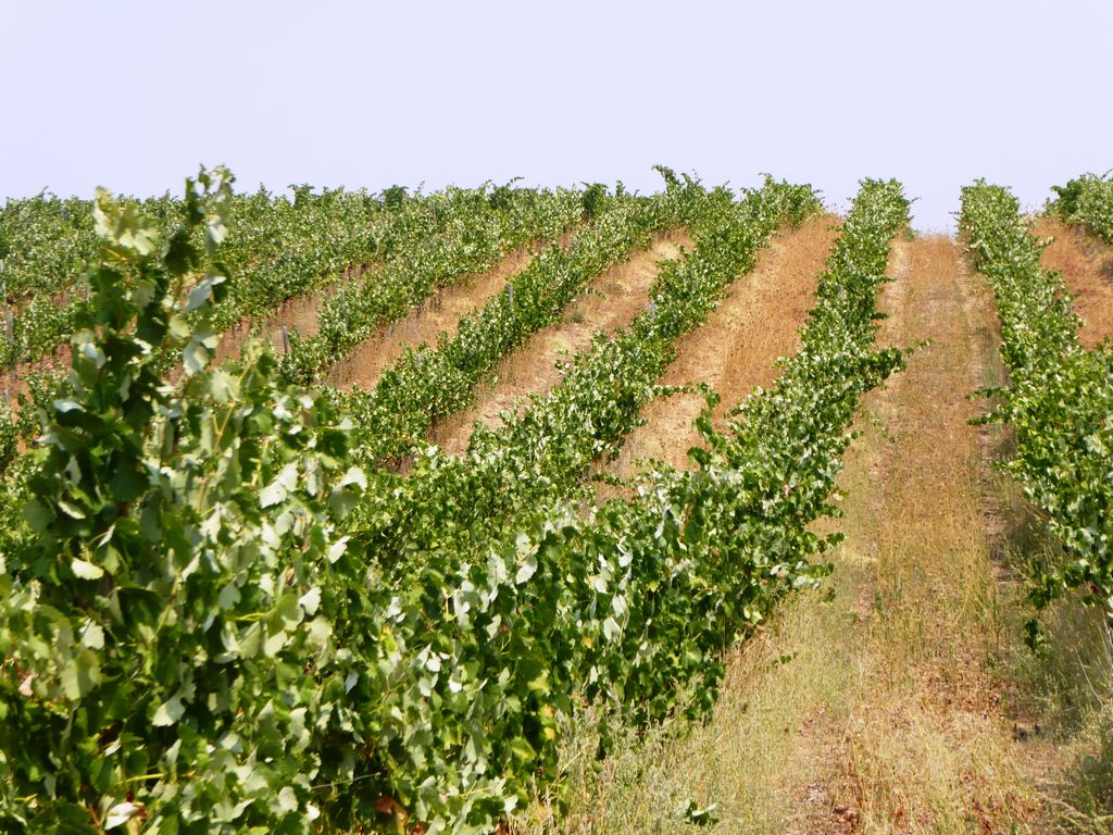 Farm